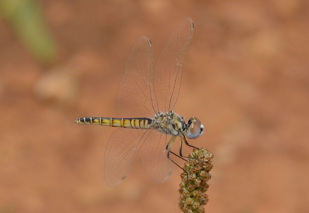 Selysiothemis nigra,  femmina